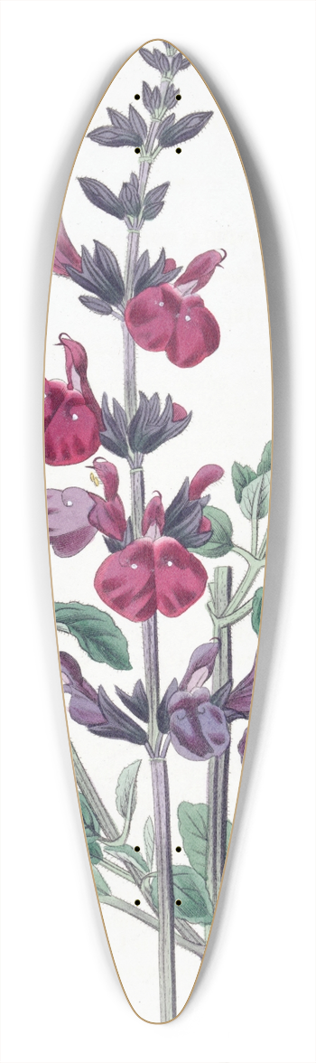 Sydenham Edwards - Mr. Grahams Sage 39.3 inch art pintail longboard deck