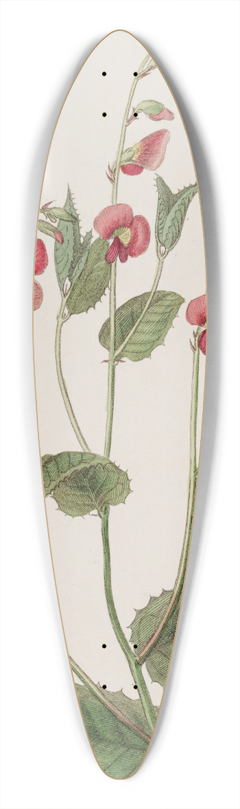Sydenham Edwards - Mr. Mangless Chrorozema 39.3 inch art pintail longboard deck
