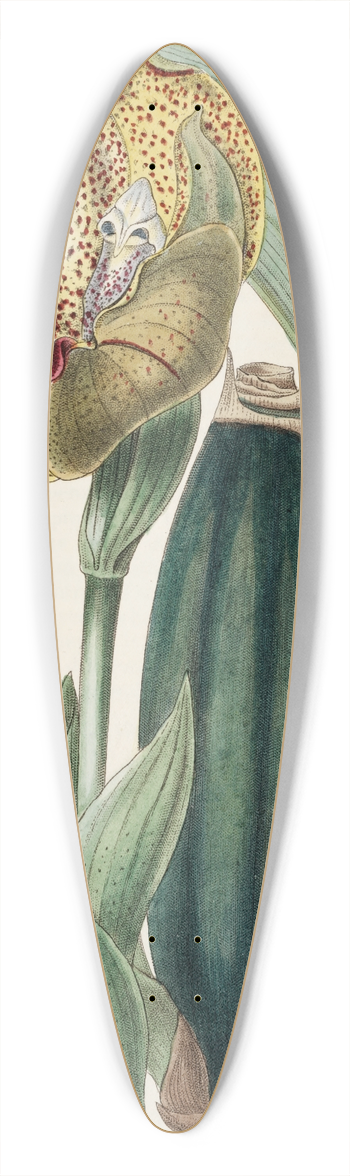 Sydenham Edwards - Mr. Ruckers Anguloa 39.3 inch art pintail longboard deck