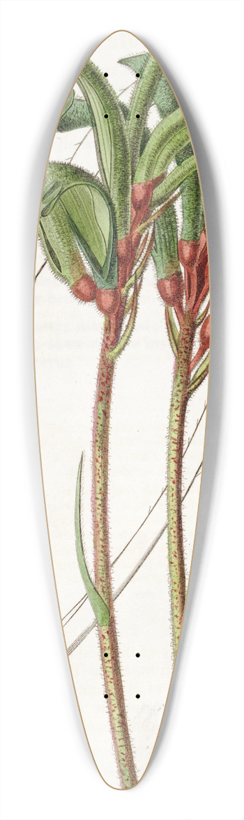 Sydenham Edwards - Narrow-leaved Manglesian Anigozanthus 39.3 inch art pintail longboard deck