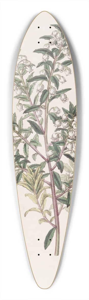 Sydenham Edwards - Narrow-leaved Pernettya 39.3 inch art pintail longboard deck