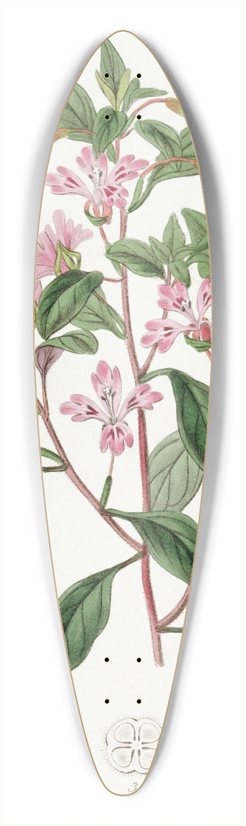 Sydenham Edwards - Neat Eucharidium 39.3 inch art pintail longboard deck