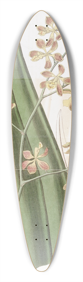 Sydenham Edwards - Oncidium-flowered Epidendrum 39.3 inch art pintail longboard deck