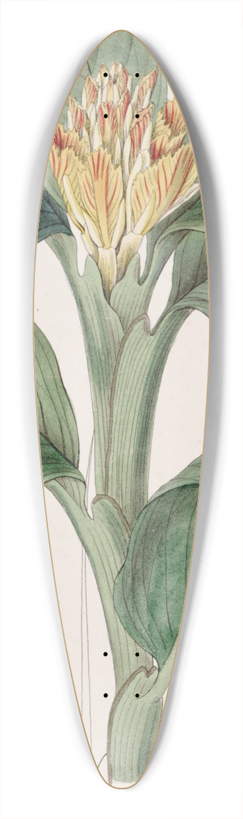 Sydenham Edwards - Orange-yellow Amomum 39.3 inch art pintail longboard deck