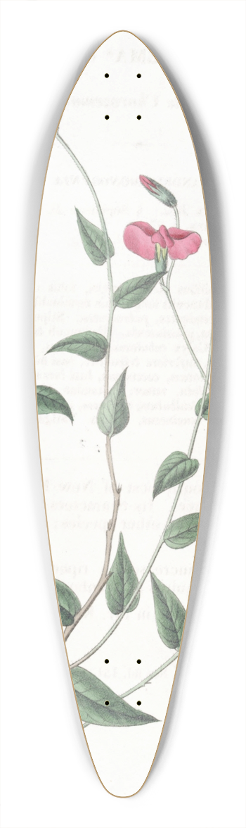 Sydenham Edwards - Ovate Chorozema 39.3 inch art pintail longboard deck