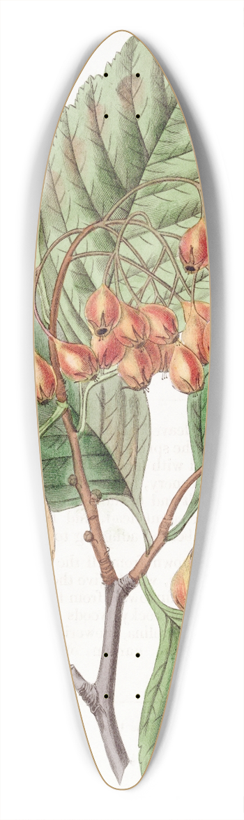 Sydenham Edwards - Pear-leaved Thorn 39.3 inch art pintail longboard deck