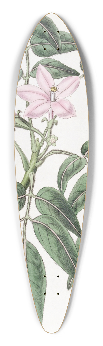 Sydenham Edwards - Pinnated Turreaea 39.3 inch art pintail longboard deck