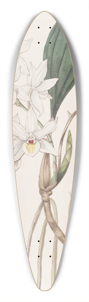 Sydenham Edwards - Pretty Aganisia 39.3 inch art pintail longboard deck