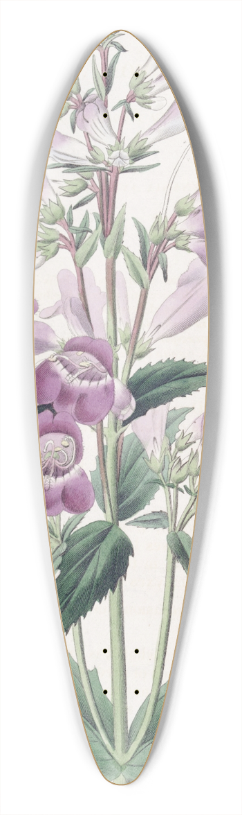 Sydenham Edwards - Pretty Pentstemon 39.3 inch art pintail longboard deck