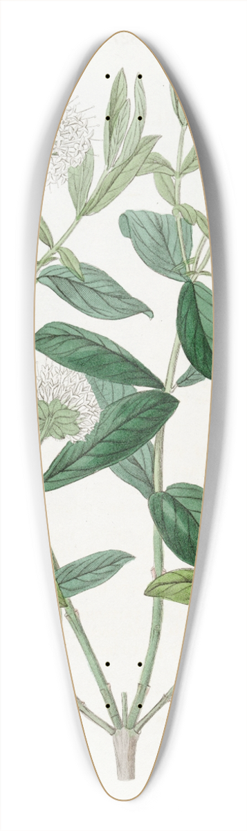 Sydenham Edwards - Privet-leaved Pimelea 39.3 inch art pintail longboard deck