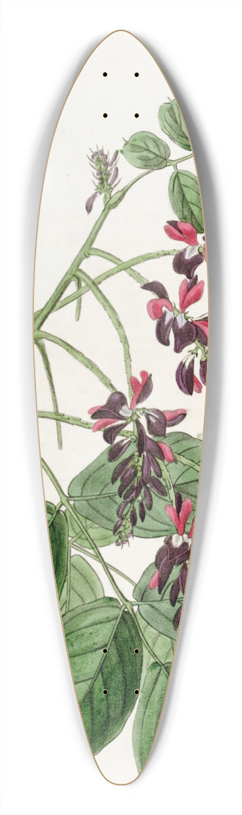Sydenham Edwards - Purple-flowered Indigo plant 39.3 inch art pintail longboard deck