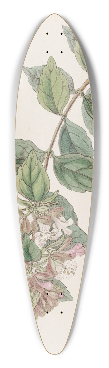 Sydenham Edwards - Rock Abelia 39.3 inch art pintail longboard deck