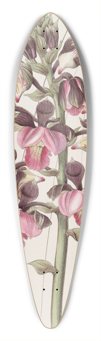 Sydenham Edwards - Rose-coloured Lissochilus 39.3 inch art pintail longboard deck
