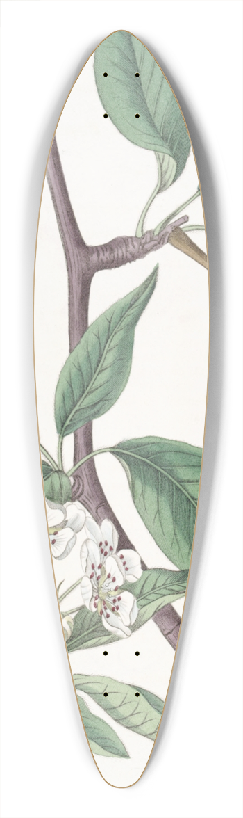 Sydenham Edwards - Sage-leaved Pear 39.3 inch art pintail longboard deck