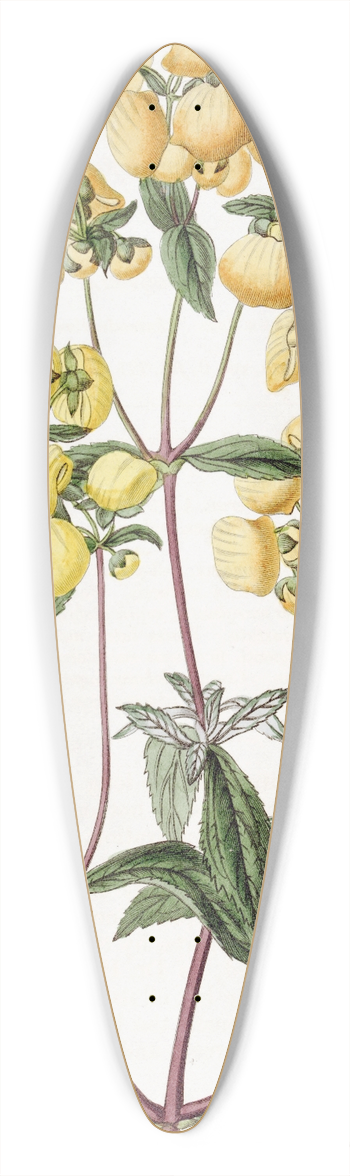 Sydenham Edwards - Sage-leaved Slipper-flower 39.3 inch art pintail longboard deck