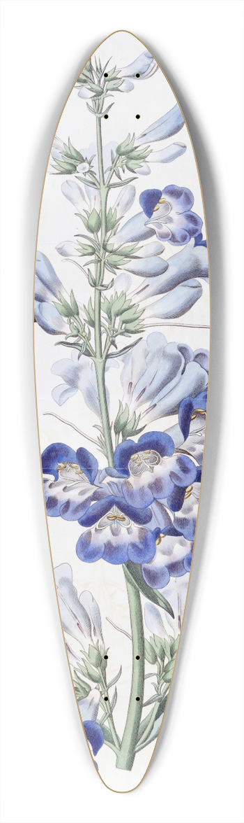 Sydenham Edwards - Shewy Pentstemon 39.3 inch art pintail longboard deck