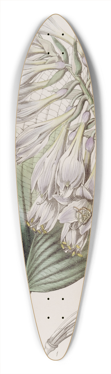 Sydenham Edwards - Siebolds Funkia 39.3 inch art pintail longboard deck