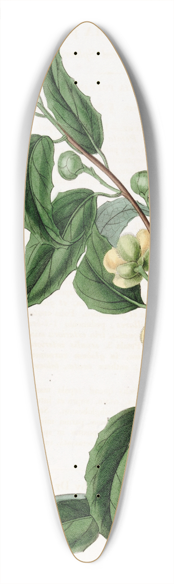 Sydenham Edwards - Small-flowered Sphrostema 39.3 inch art pintail longboard deck