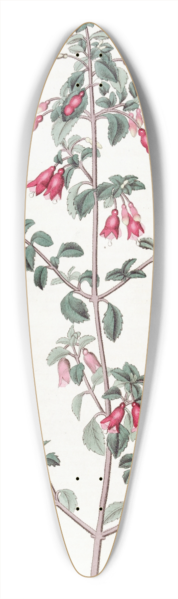 Sydenham Edwards - Small-leaved Fuchsia 39.3 inch art pintail longboard deck