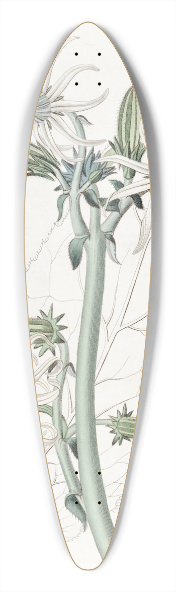 Sydenham Edwards - Smooth Michauxia 39.3 inch art pintail longboard deck