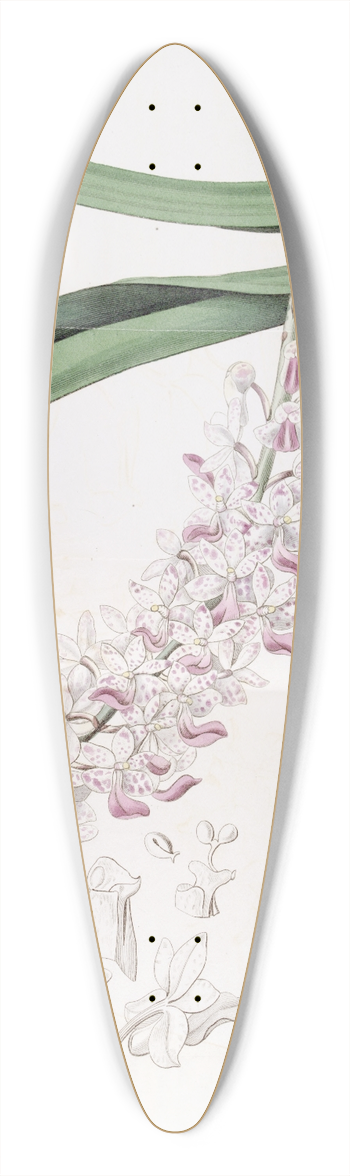 Sydenham Edwards - Spotted-flowered Sarcanthus 39.3 inch art pintail longboard deck