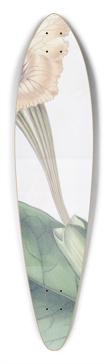 Sydenham Edwards - Spotted-flowered Solandra 39.3 inch art pintail longboard deck