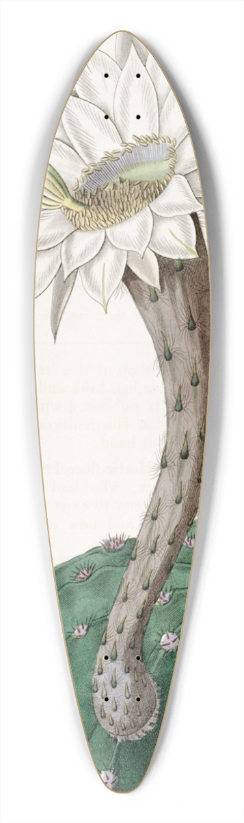 Sydenham Edwards - Sweet-Scented Spicy Cactus 39.3 inch art pintail longboard deck