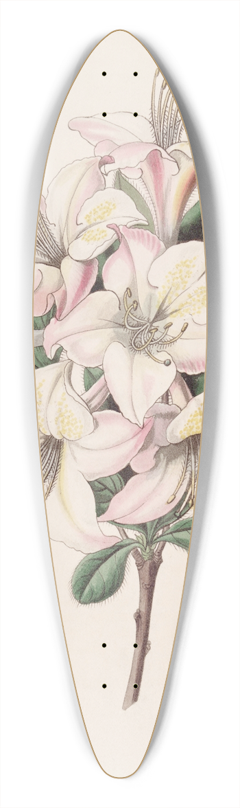Sydenham Edwards - The Highclere Azalea 39.3 inch art pintail longboard deck