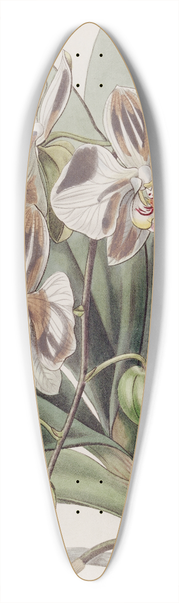 Sydenham Edwards - The Indian Butterfly-plant 39.3 inch art pintail longboard deck