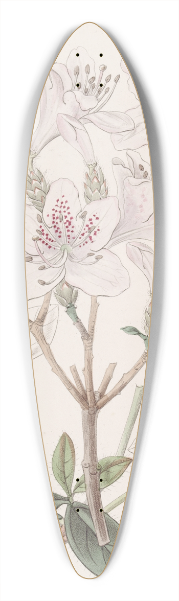 Sydenham Edwards - The scaly Azalea 39.3 inch art pintail longboard deck