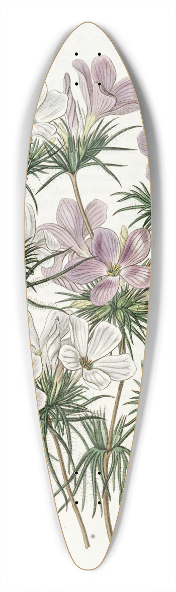Sydenham Edwards - Thick-flowered Slender-tube 39.3 inch art pintail longboard deck