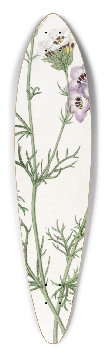 Sydenham Edwards - Three-coloured Gilia 39.3 inch art pintail longboard deck