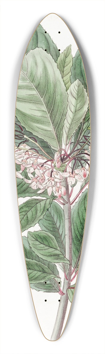 Sydenham Edwards - Tooth-leaved Ardisia 39.3 inch art pintail longboard deck