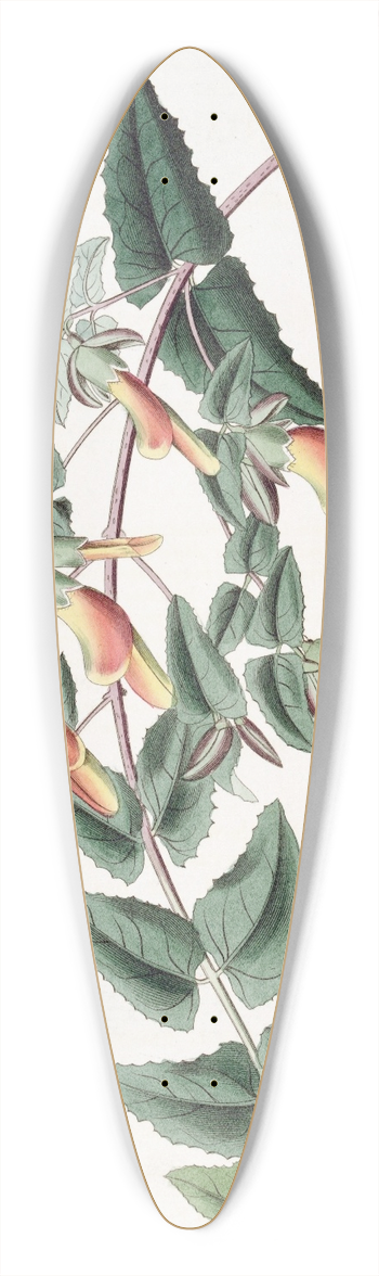 Sydenham Edwards - Tooth-leaved Scottia 39.3 inch art pintail longboard deck
