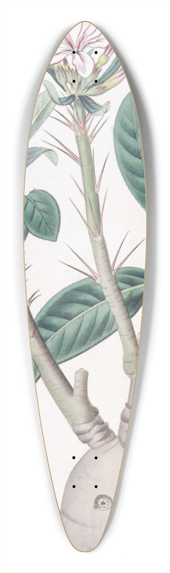Sydenham Edwards - Tuberous Pachypodium 39.3 inch art pintail longboard deck