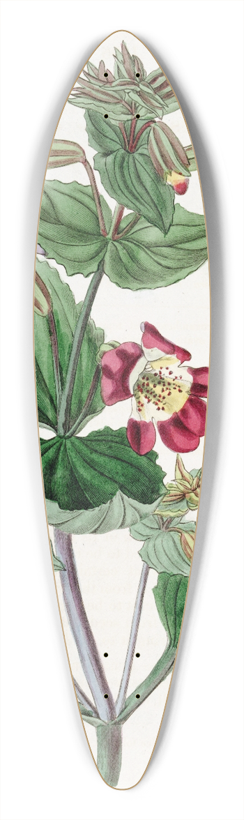 Sydenham Edwards - Variegated Monkey-flower 39.3 inch art pintail longboard deck