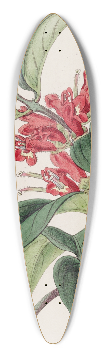 Sydenham Edwards - Vermilion Aeschynanth 39.3 inch art pintail longboard deck