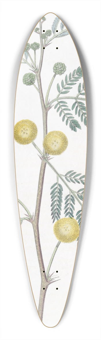Sydenham Edwards - Whitish-leaved Acacia 39.3 inch art pintail longboard deck