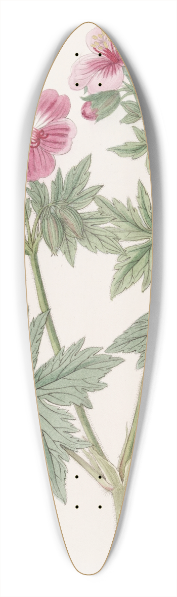 Sydenham Edwards - Wooly-flowered Geranium 39.3 inch art pintail longboard deck