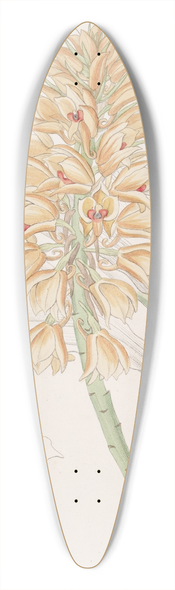 Sydenham Edwards - Yellow-spiked Calanthe 39.3 inch art pintail longboard deck