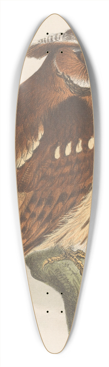 Theo van Hoytema - Owl On A Branch (Bubo Lettii) 39.3 inch art pintail longboard deck