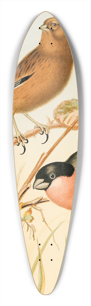 W. A . Blakston - Goldfinch, Linnet, Bullfinch 39.3 inch art pintail longboard deck