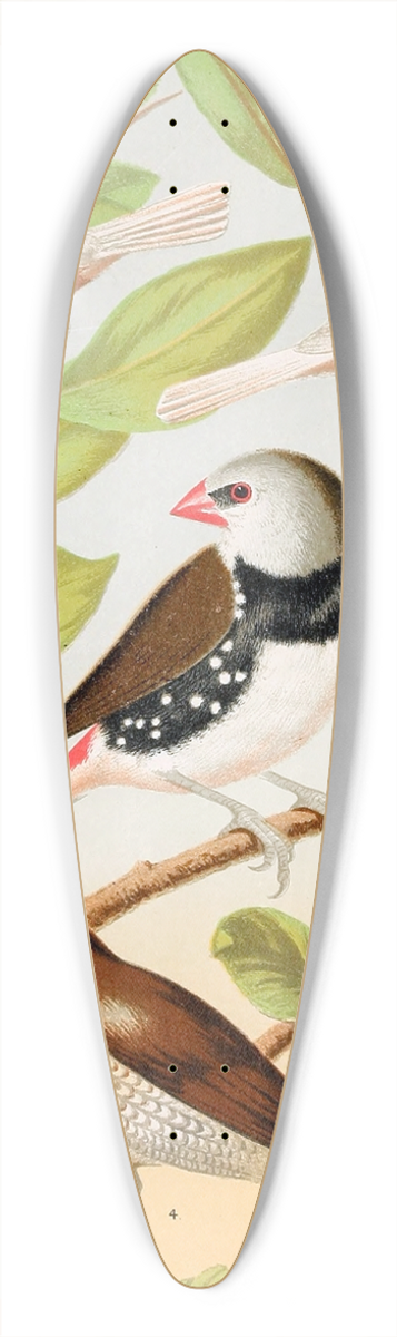 W. A . Blakston - Pied Mannkins, Diamond Sparrow, Nutmeg Or Spice Bird 39.3 inch art pintail longboard deck
