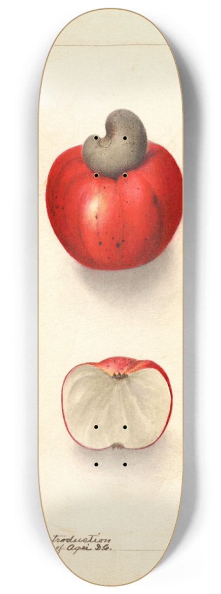 Deborah Griscom Passmore - Anacardium occidentale 8.25 inch art skate deck