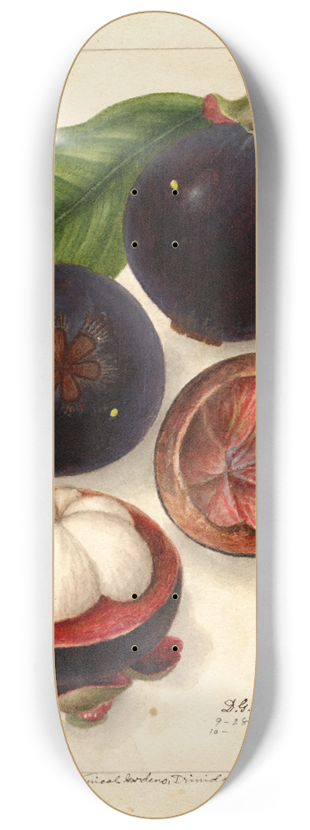 Deborah Griscom Passmore - Garcinia mangostana 8.25 inch art skate deck