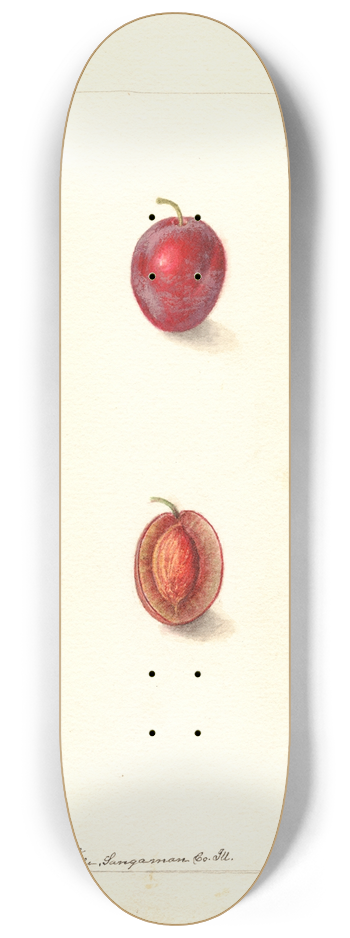 Deborah Griscom Passmore - Prunus domestica: Heaton 8.25 inch art skate deck