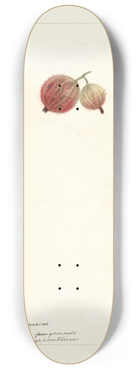 Deborah Griscom Passmore - Ribes: Ribesgros Abenarius 8.25 inch art skate deck
