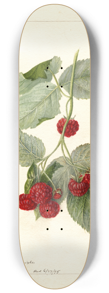 Deborah Griscom Passmore - Rubus: Miller 8.25 inch art skate deck