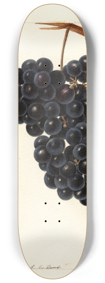 Deborah Griscom Passmore - Vitis: Pawvur? 8.25 inch art skate deck