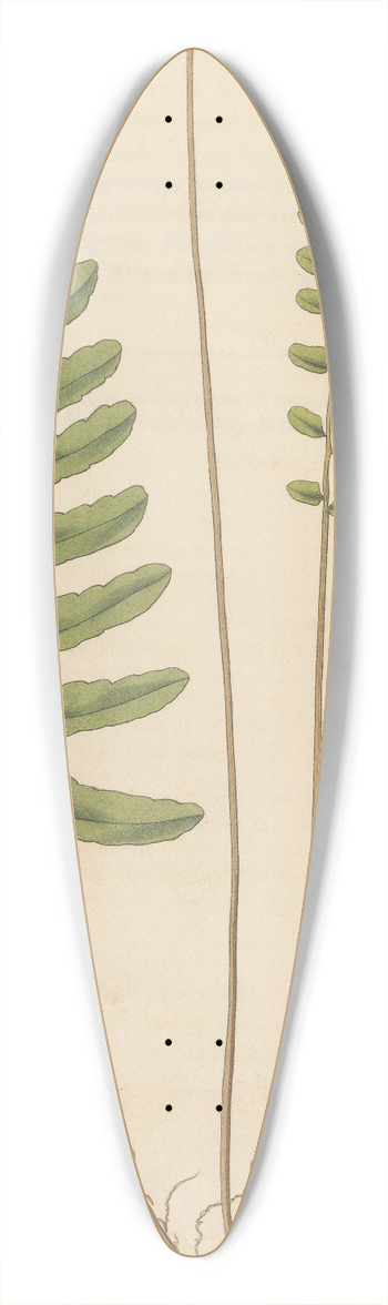 William Jackson Hooker - Acrostichum appendiculatum 39.3 inch art pintail longboard deck